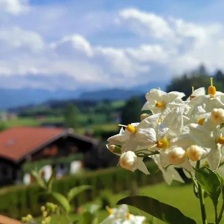 Edelweiss Lejlighed