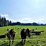 Апартаменты Edelweiss Больстерланг